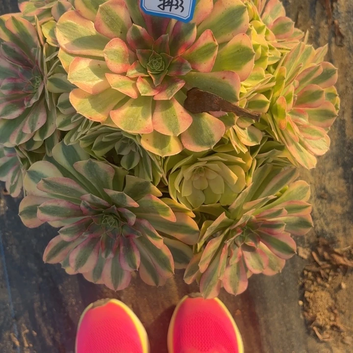 倚***雨雨荷多肉法师不包损33