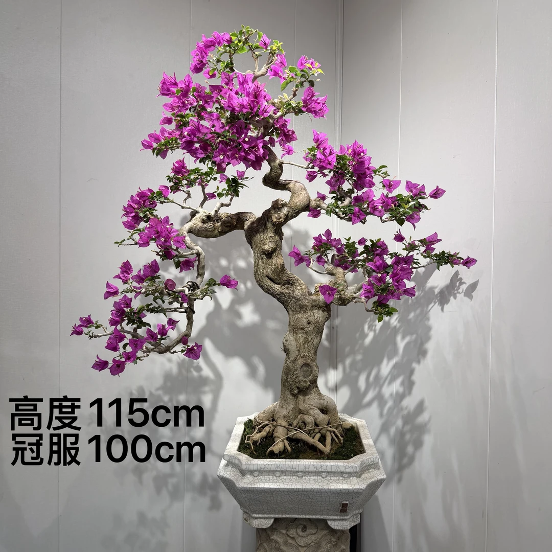 严天盆景｜精品老桩小叶紫花三角梅盆景