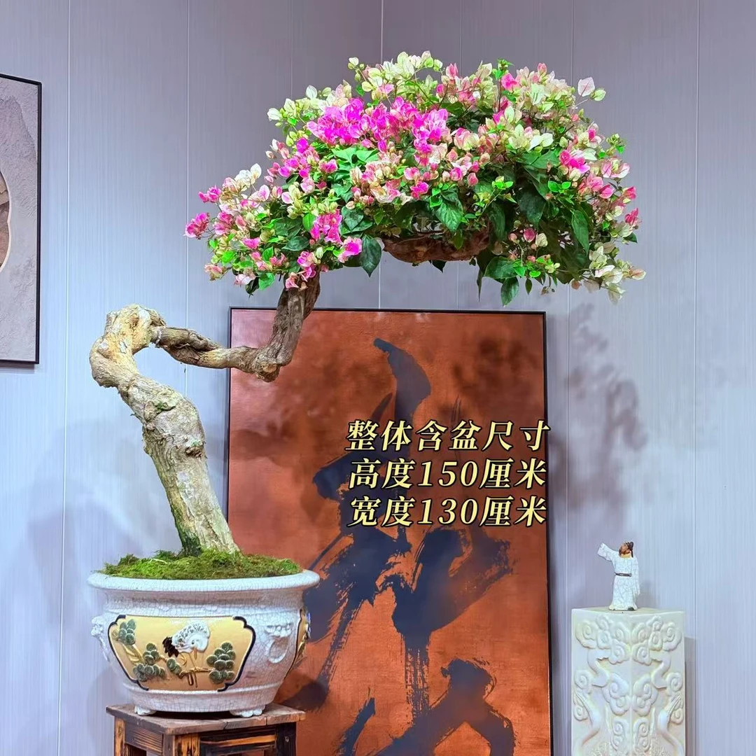 【楠山园艺】漳红樱勤花精品老桩三角梅盆景