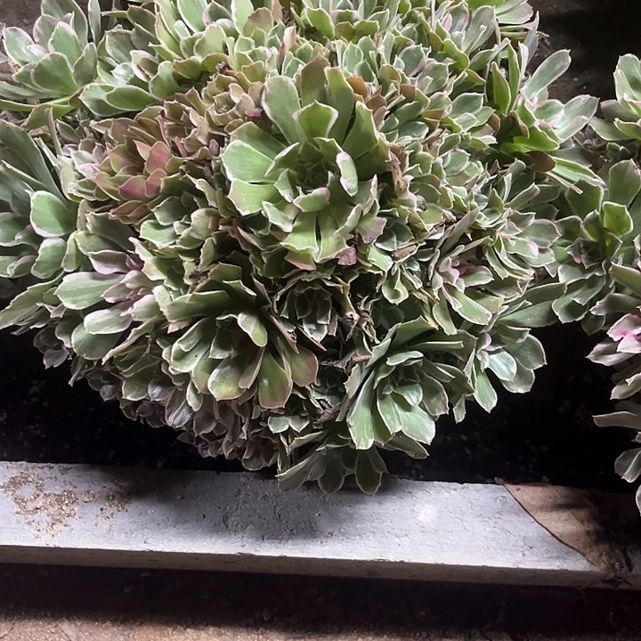 多肉植物青丝锦……