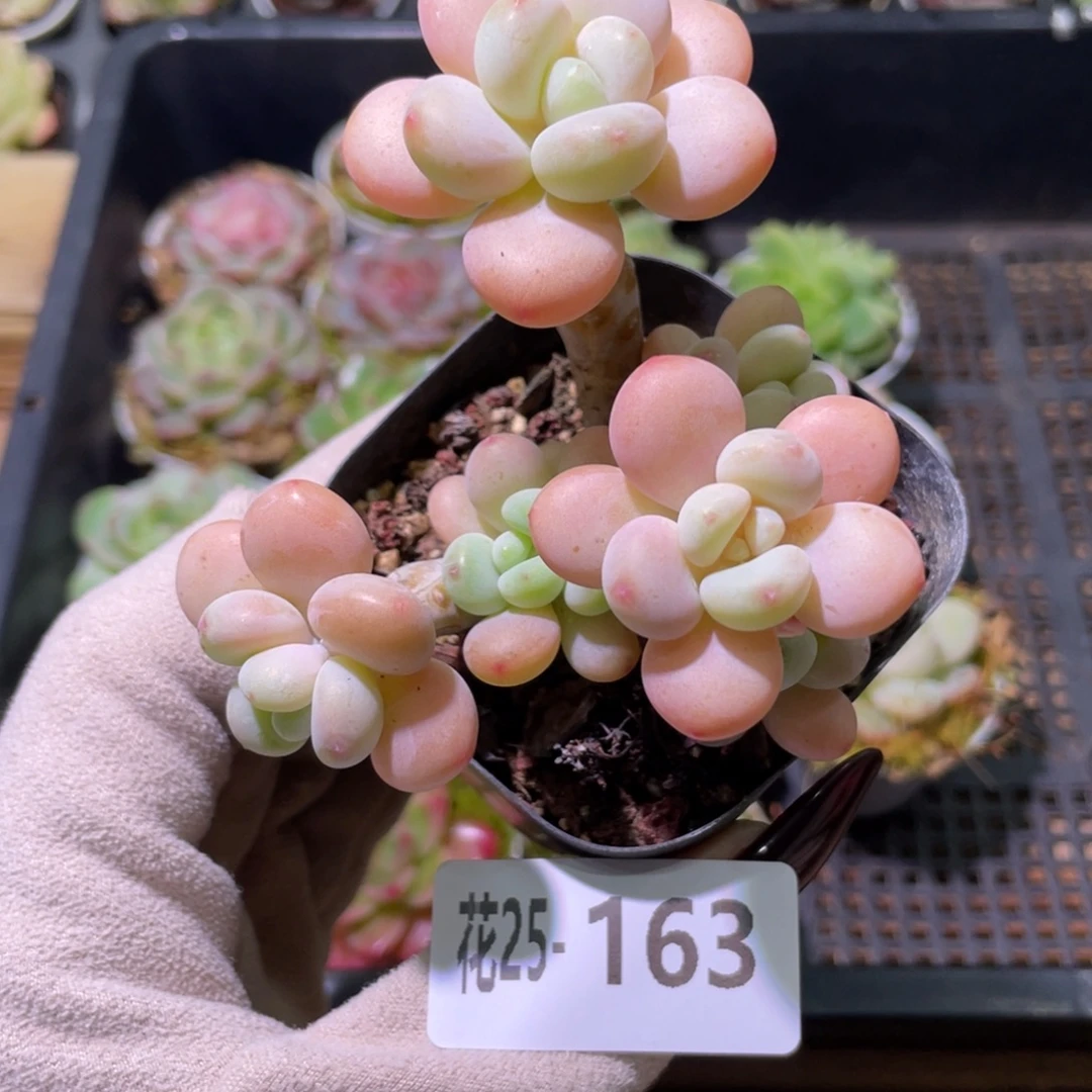 花利美25-163洛神