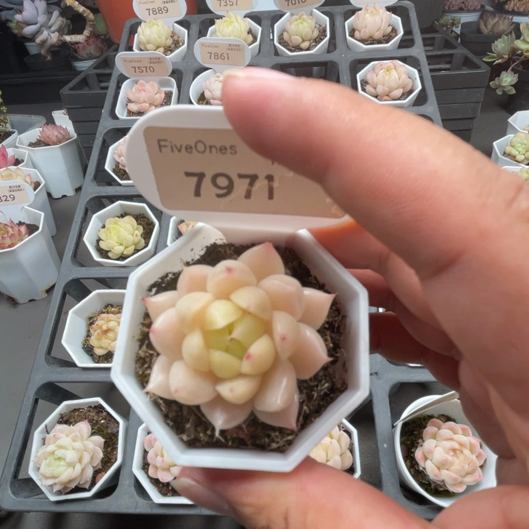 7971  麦秆3.5厘米