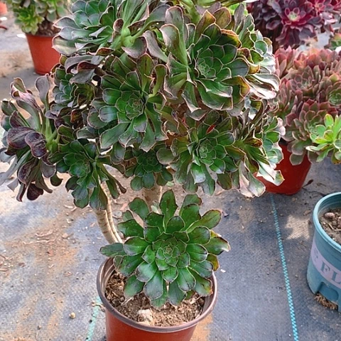 903拉丝锦多肉植物