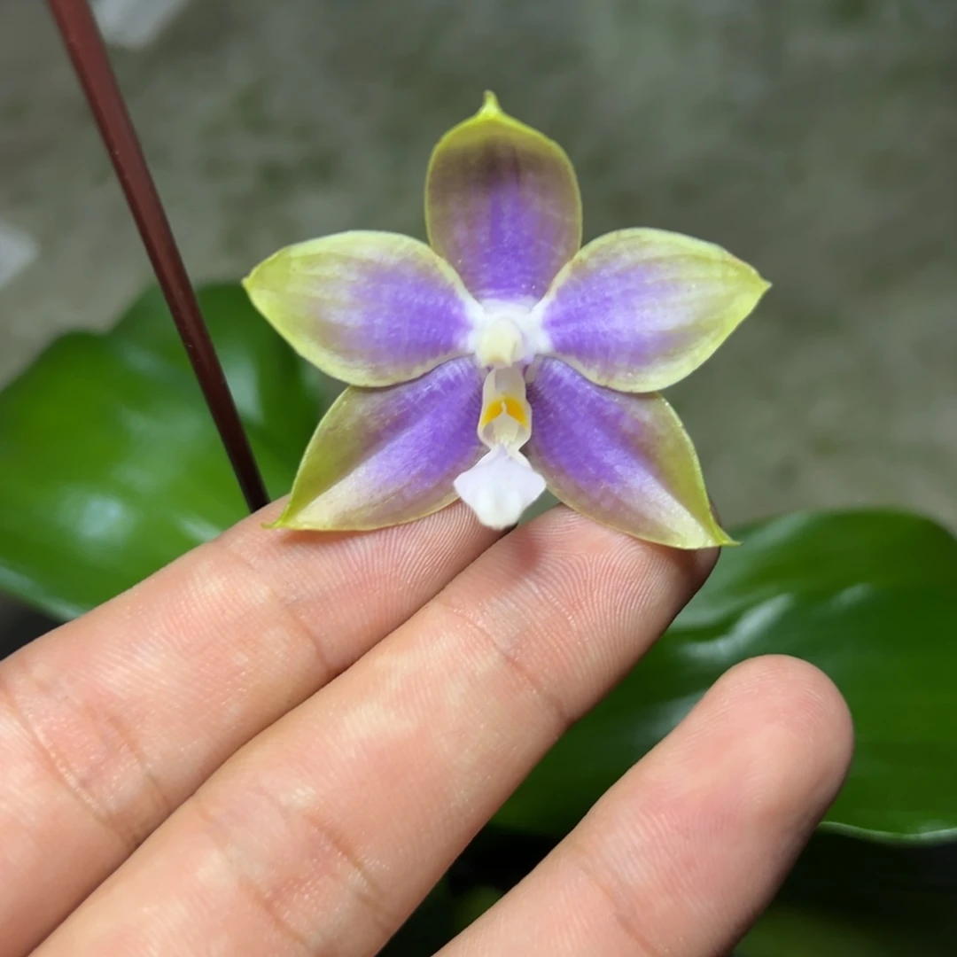 完全开放l586三寸ys1233