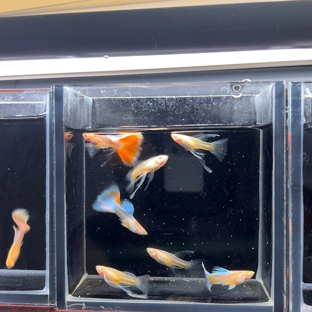 孔雀鱼蓝白大c三公五母