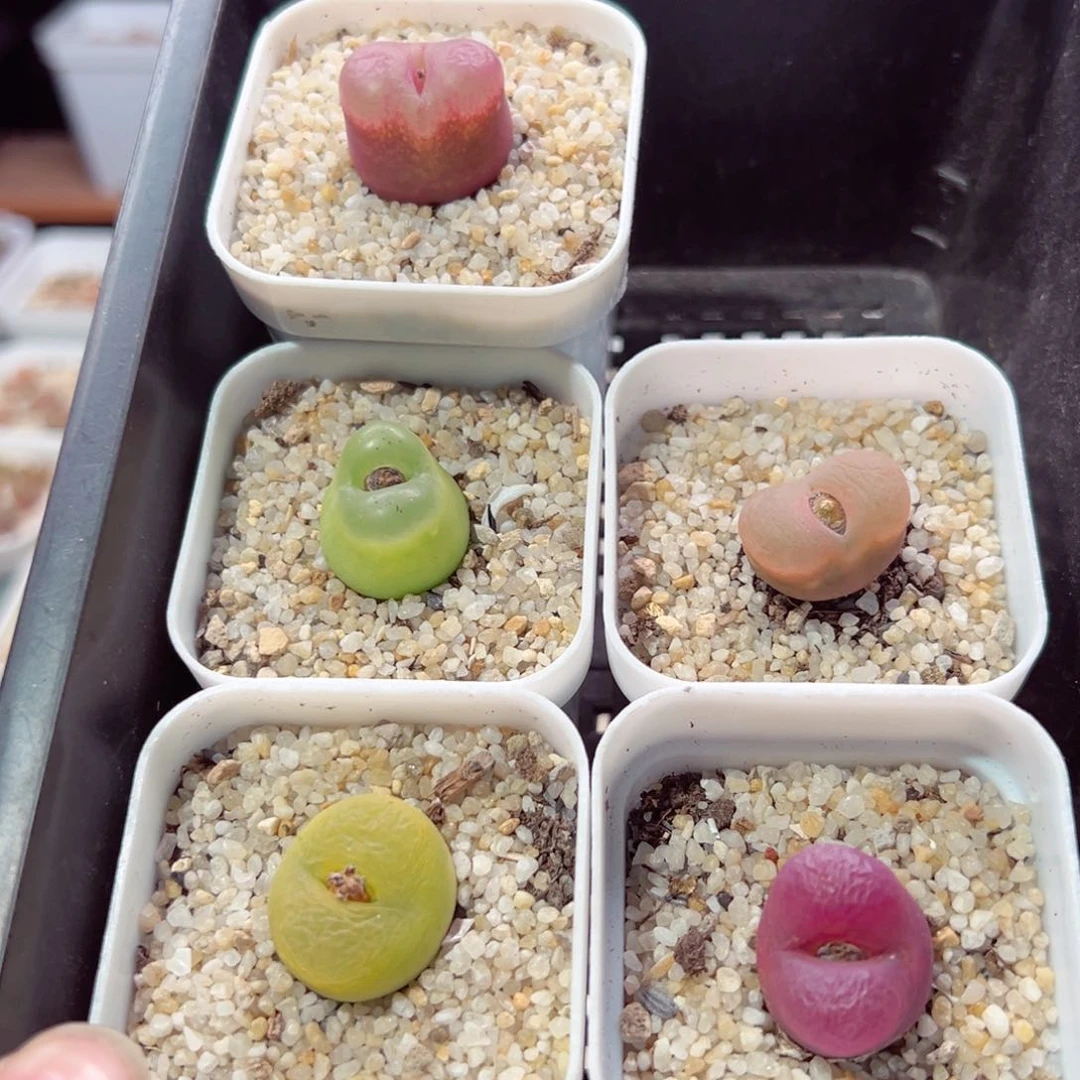 风*曳210-283多肉多肉