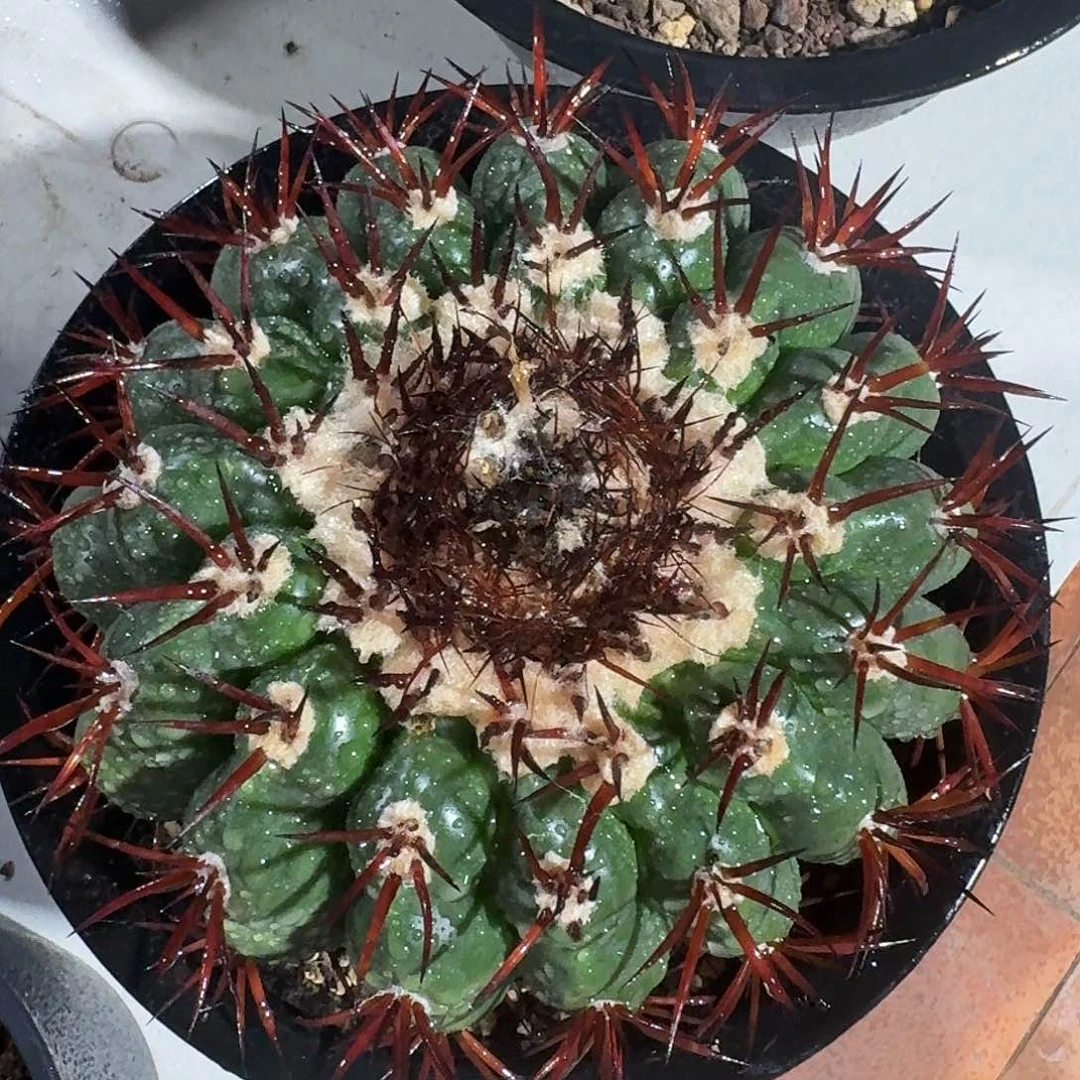 圆盘玉仙人球仙人球