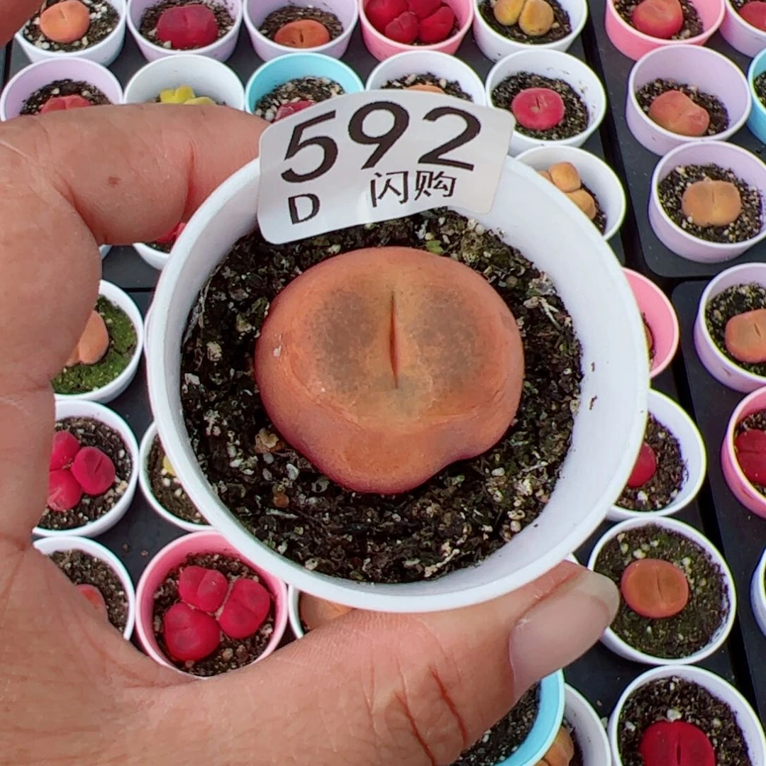 无花朵简***，我很喜欢这个D592