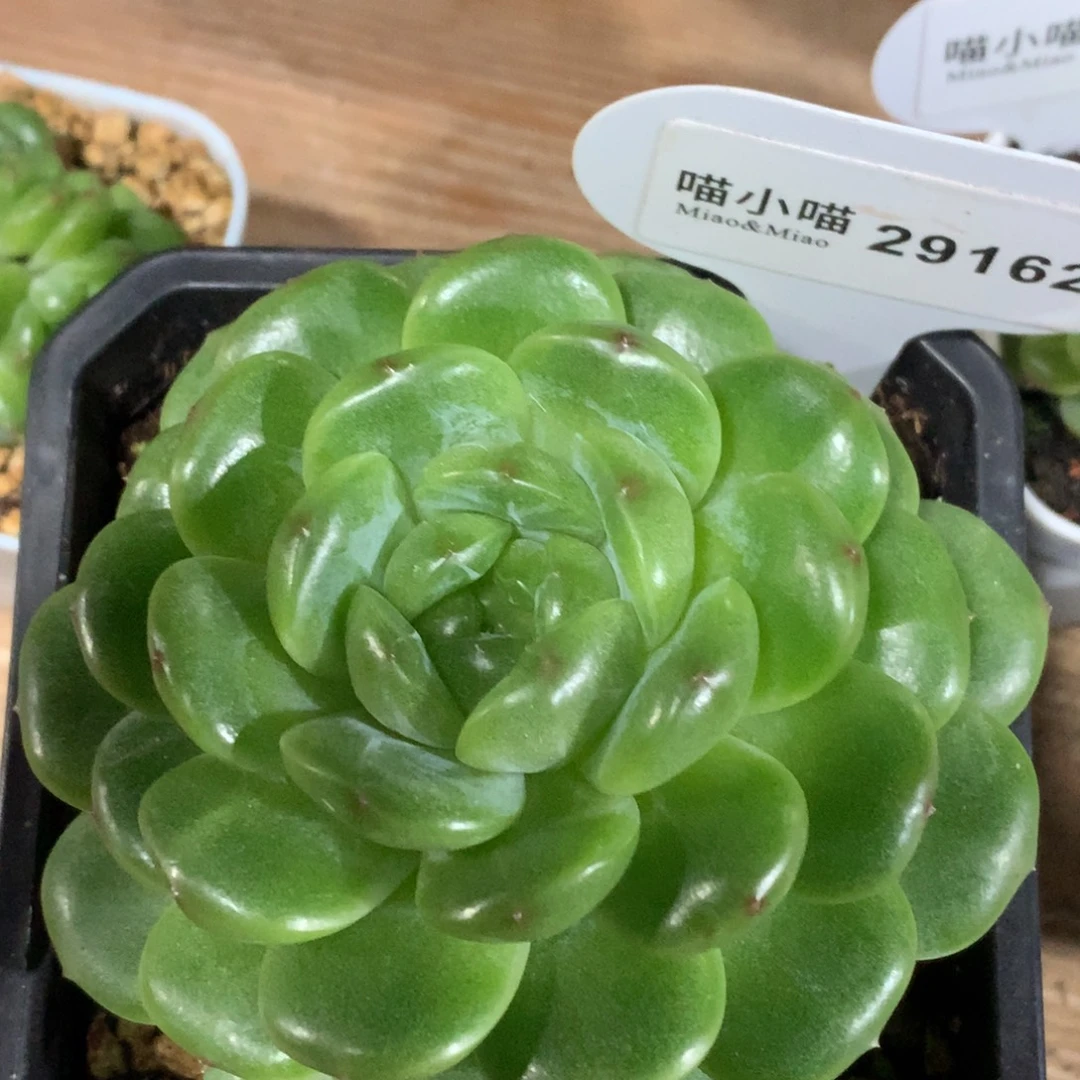 多肉植物杂交珍妮