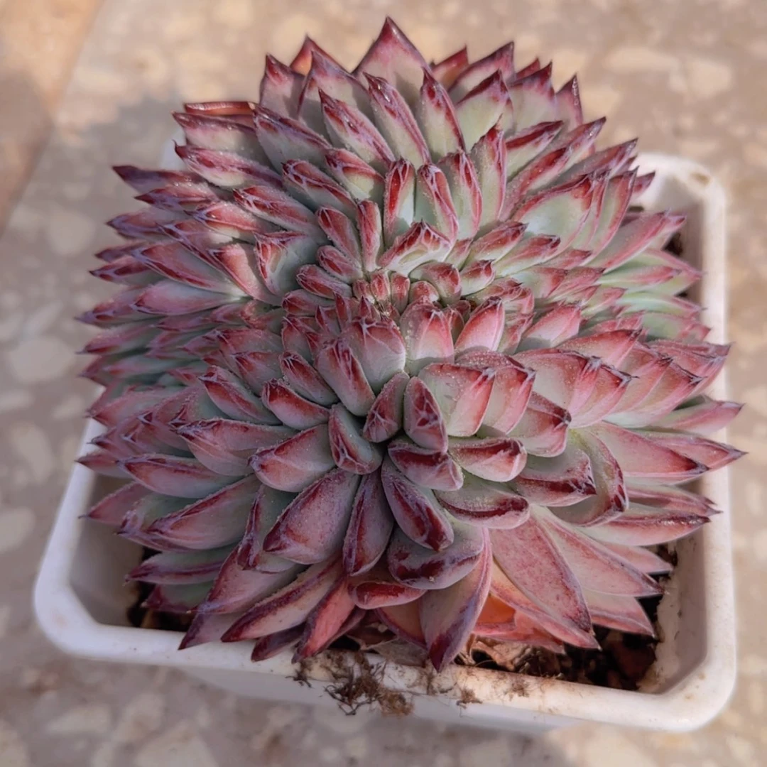 【闪购商品】拉糖缀