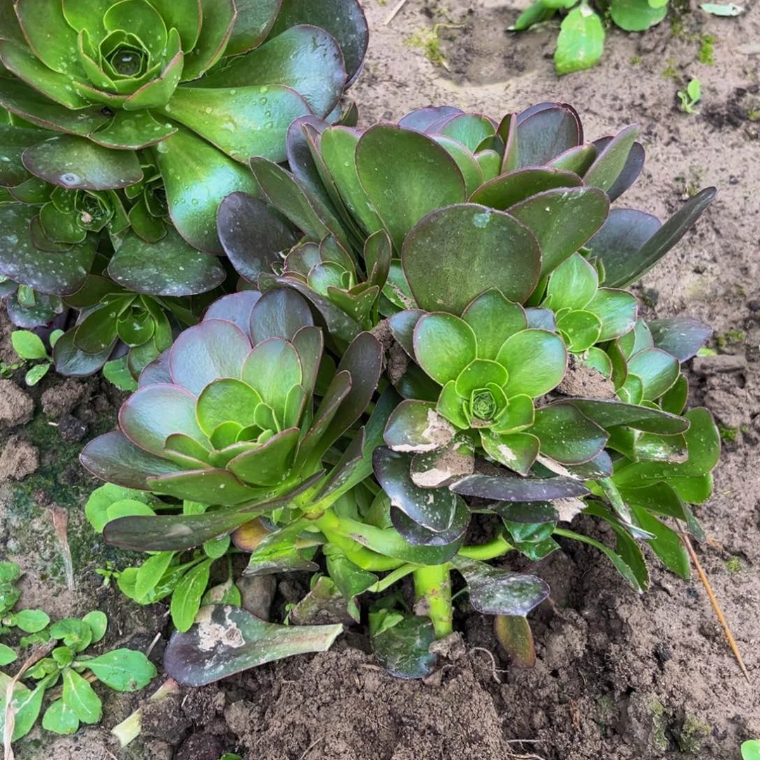 魅金多肉植物捧花的