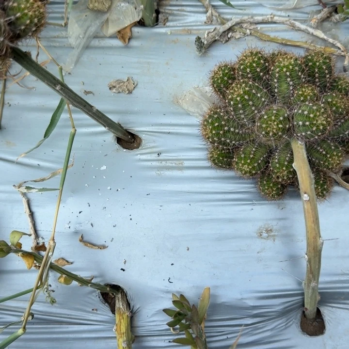 春****矮胖白檀482白檀8