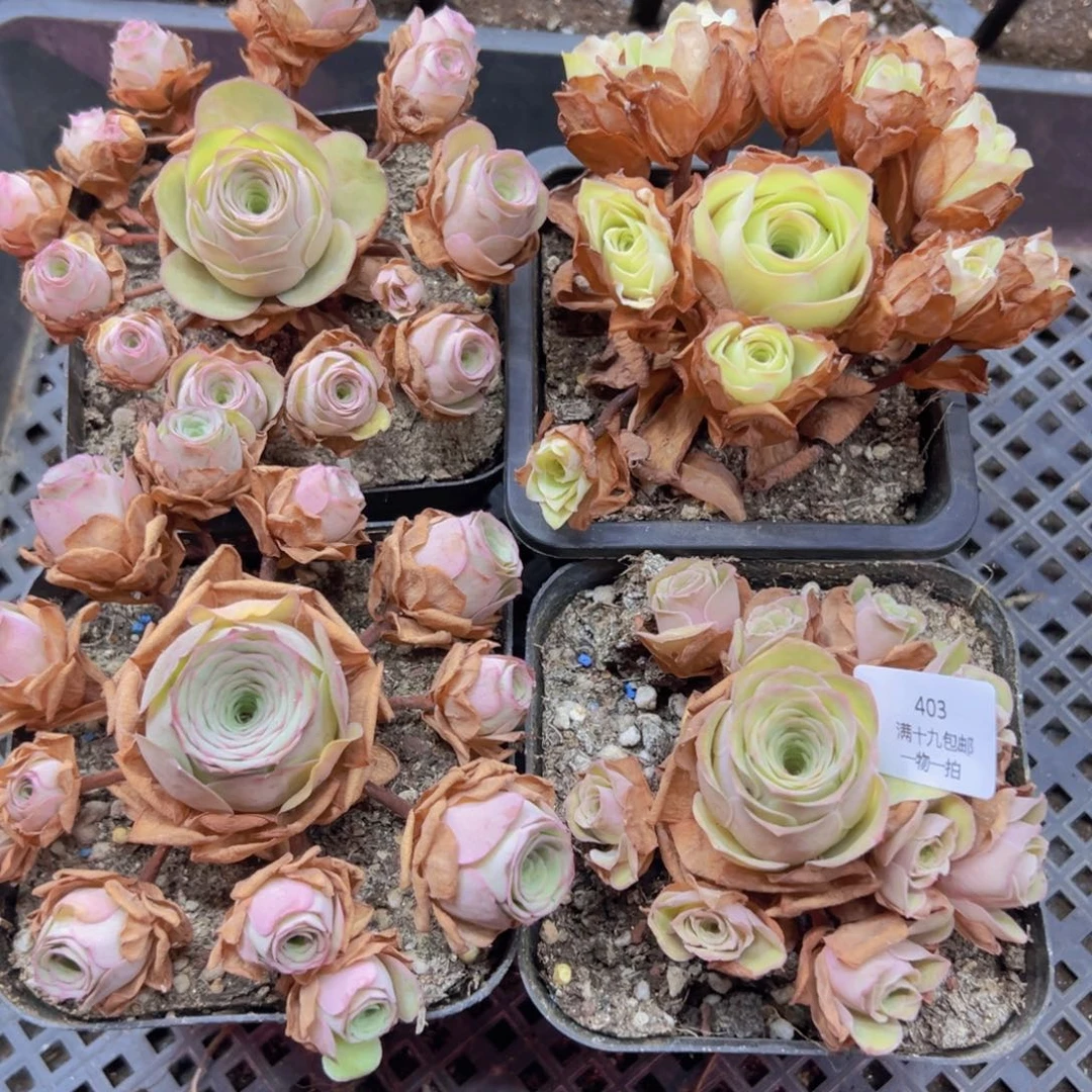 裸根不带土无售后403