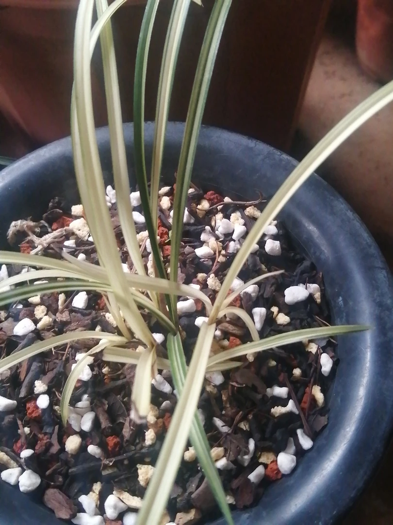 云南细叶莲瓣兰新种中透