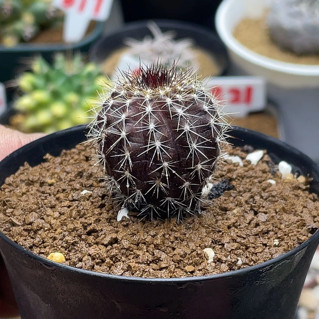 实生紫黑体节刺尤伯球 带盆土发货