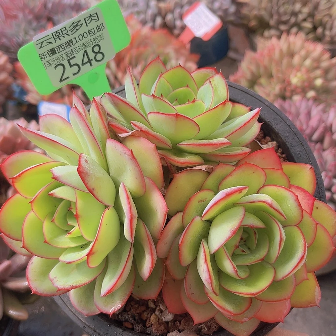 2548牡丹亭多肉植物