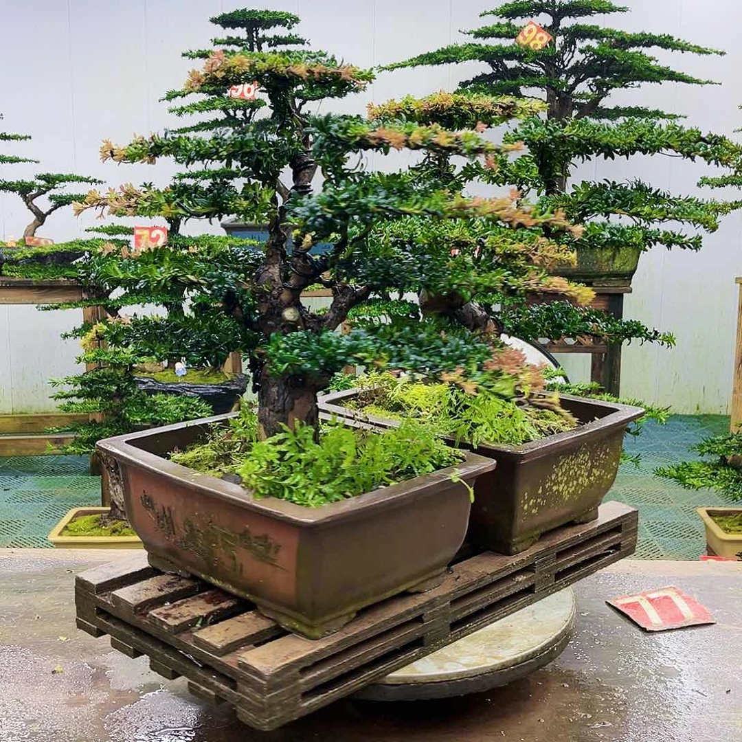 完全开放罗汉松盆景艺术