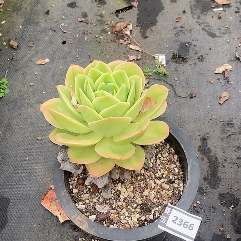 【闪购商品】星娜塔2366