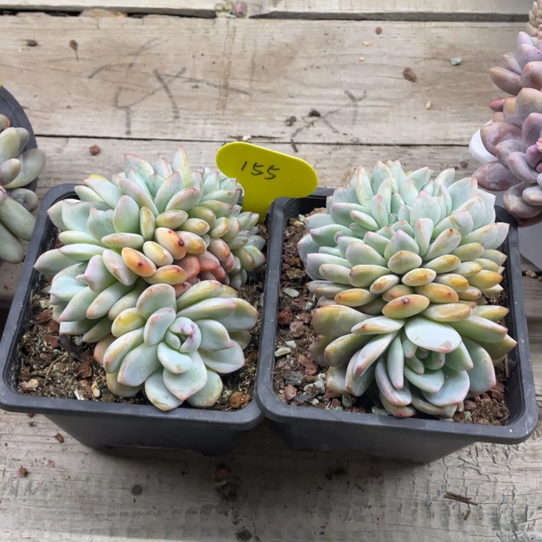 星影缀化两个一组155