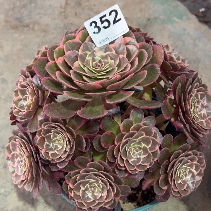 352粉花妖22厘米半木质