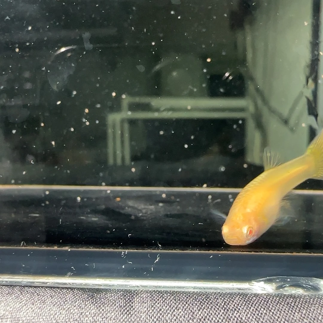 孔雀鱼关注主播可以竞拍