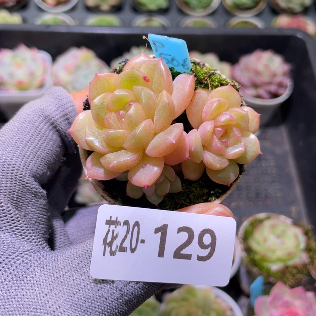 花利美20-129珍妮