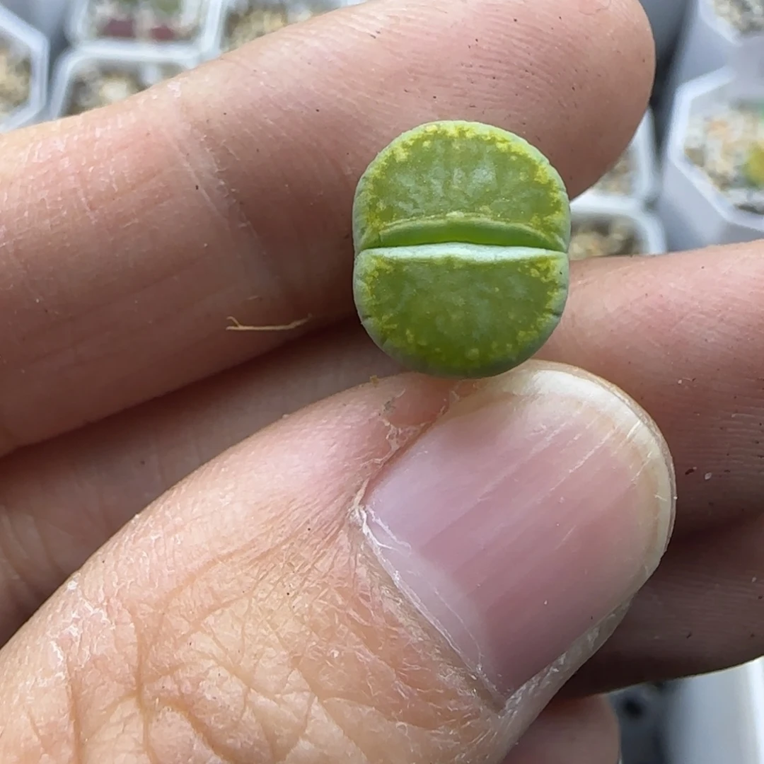 604福利一颗清框福利30包邮