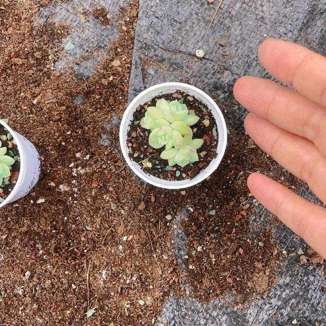 四头寒绯盆不包整一个满25包邮