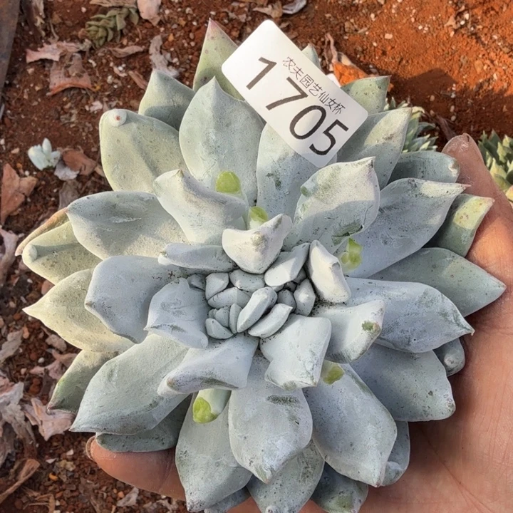 3代杂交仙女杯多肉福利处理瑕疵