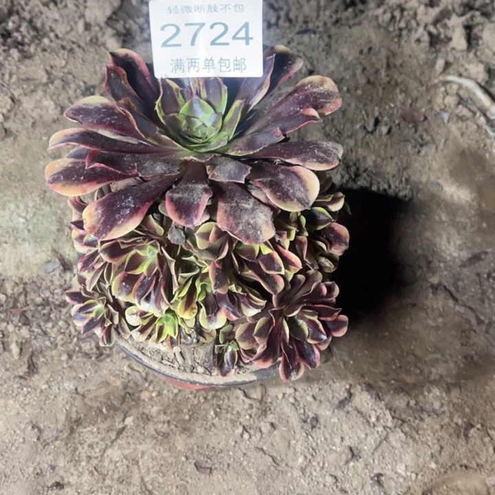 2724欧嘉莉的人多肉