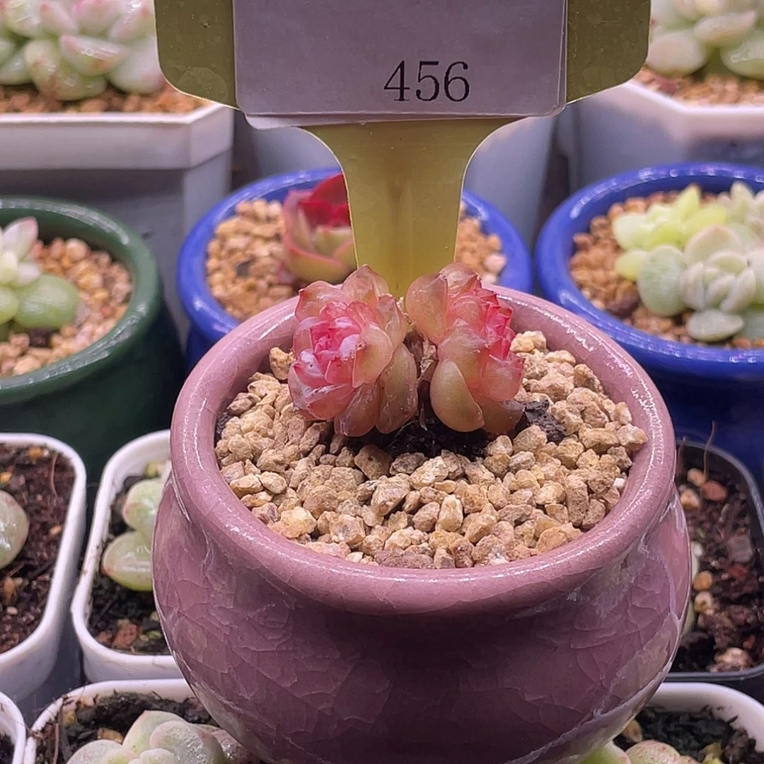 滨哥多肉A456双头冰晶开播福利