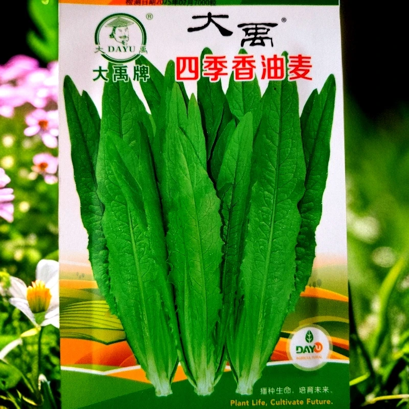 四季油麦菜籽拍一发二