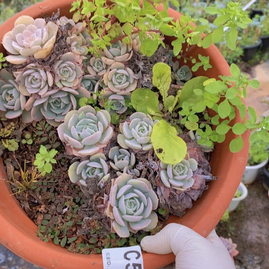 582鲁氏石莲一物一拍