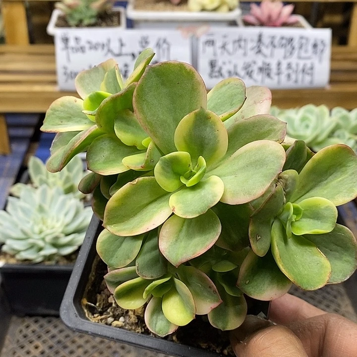 0297 红梅覆轮锦群有砍