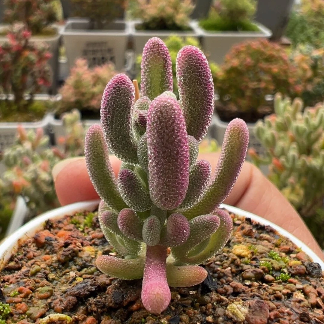 10-354枝干番杏多肉超紫五圆盆一物一拍