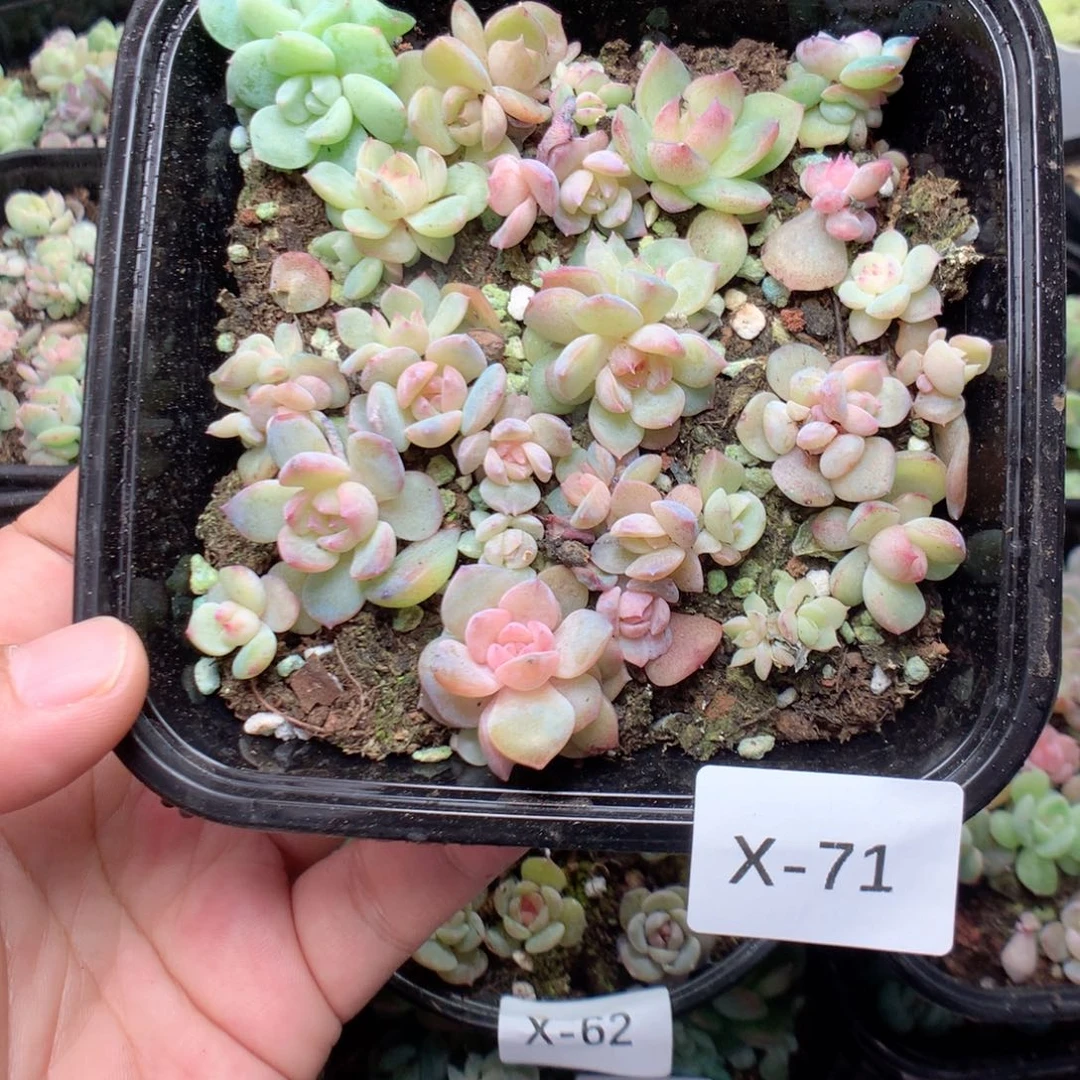 无花朵X71英语英语