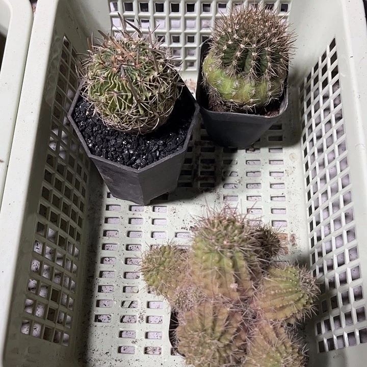 不开花植物仙人球