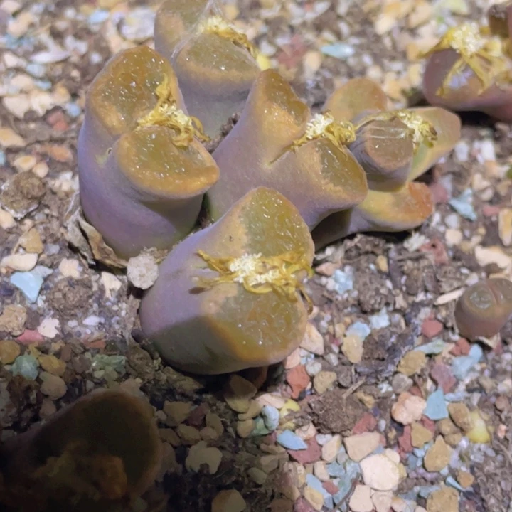 48888888889888878888