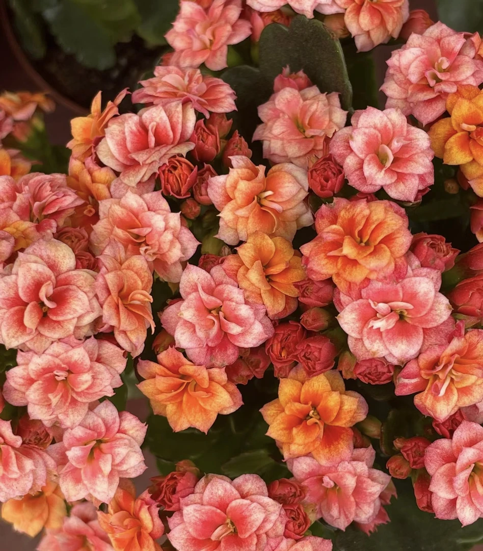 （烟 花）130盆一代种苗长寿   稀有复色品种 产地直发