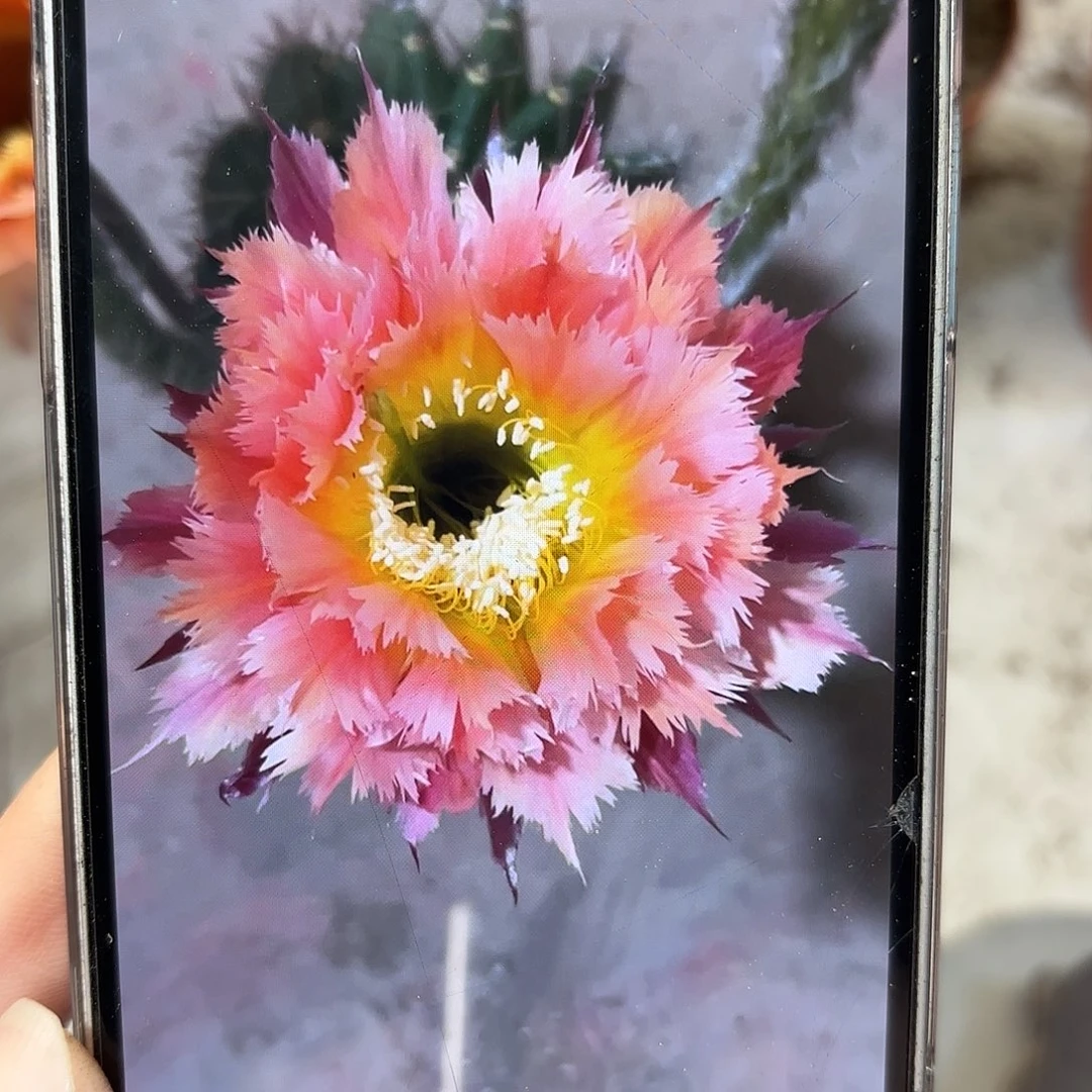 彩草橙色羽毛带根大球7.5-8公分左右