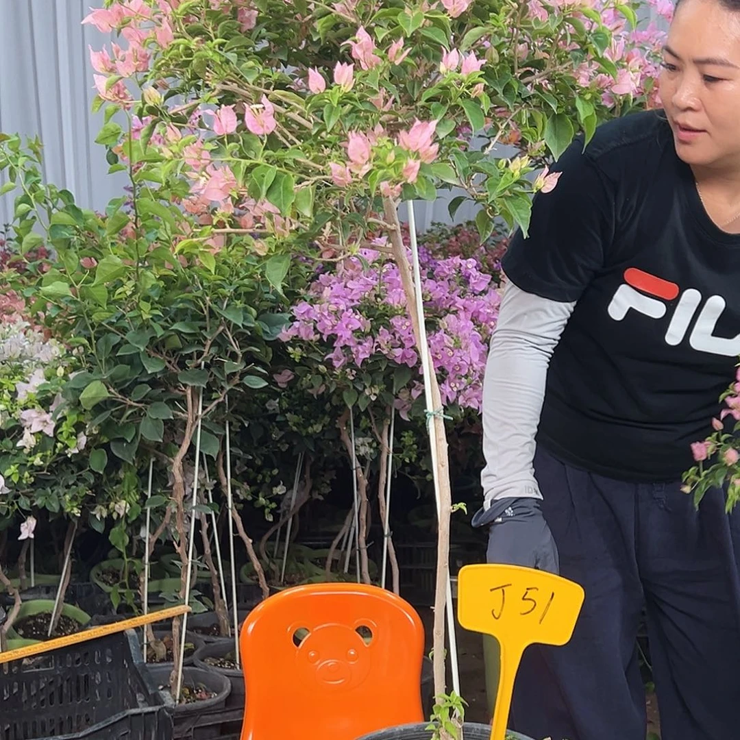 诗***意大部分花苞少量开放J51魔法