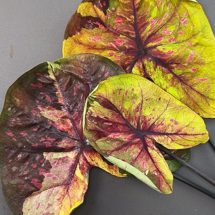 1-1205晚安母本广东现货