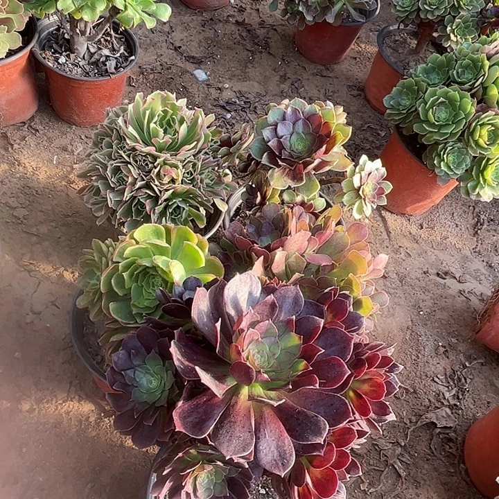 900多肉植物瑕疵特价，