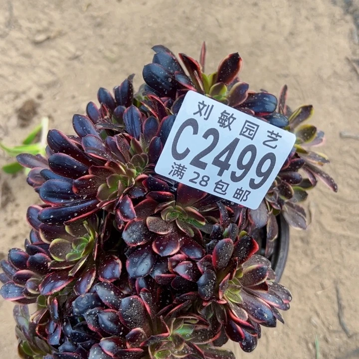 欧嘉莉缀多肉植物法师2499