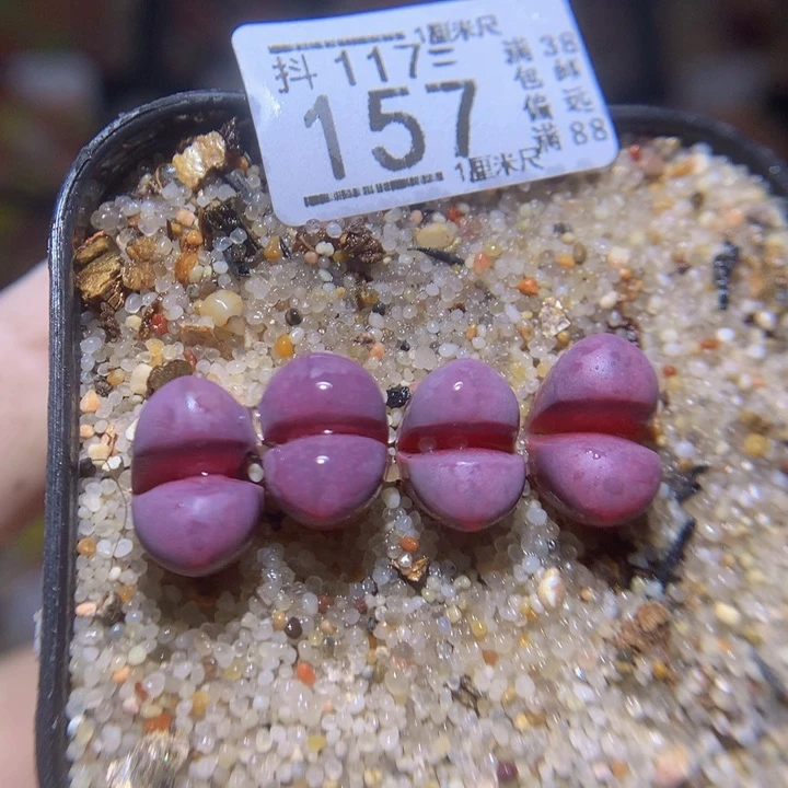 精品生石花117.157