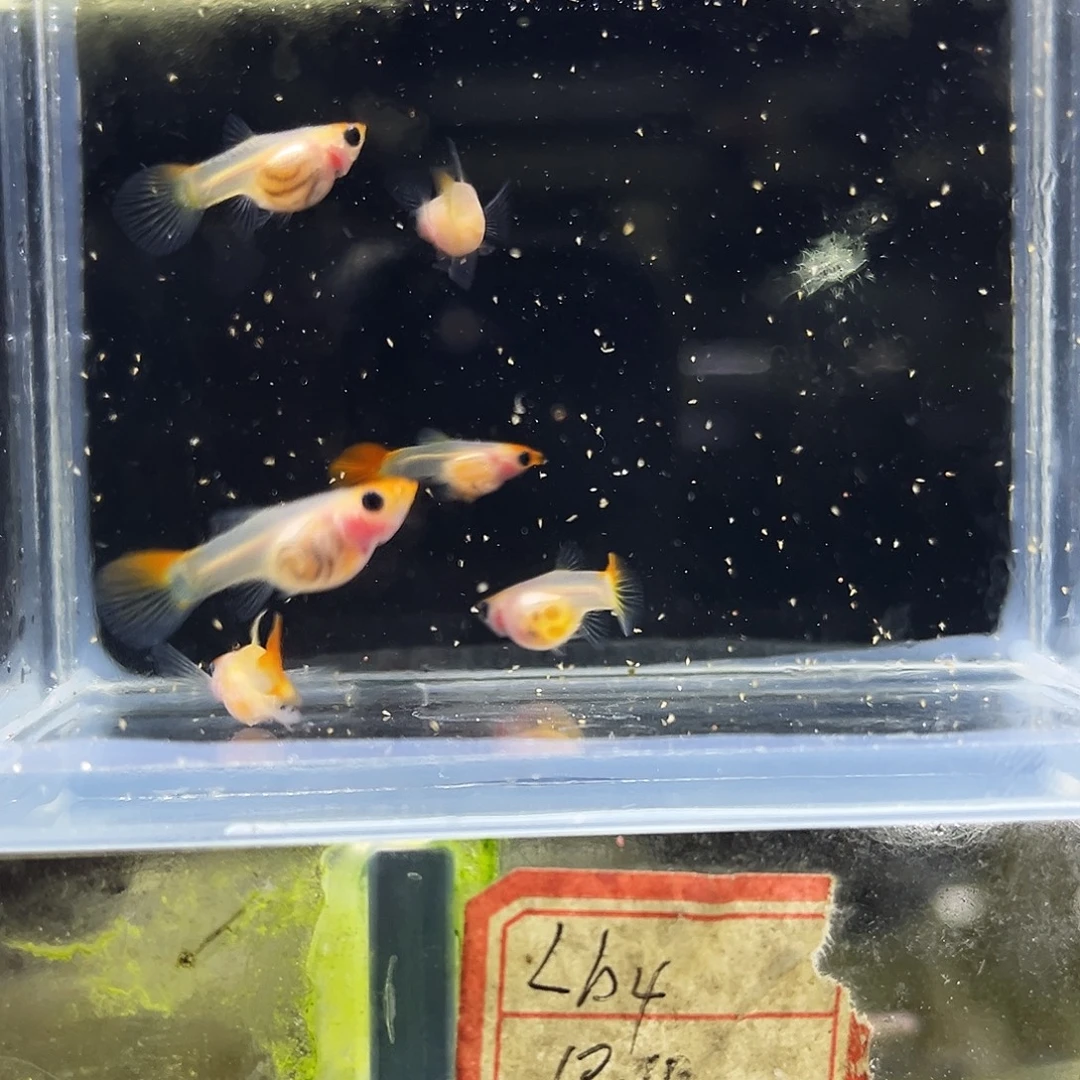 孔雀鱼红头玻璃猫6条