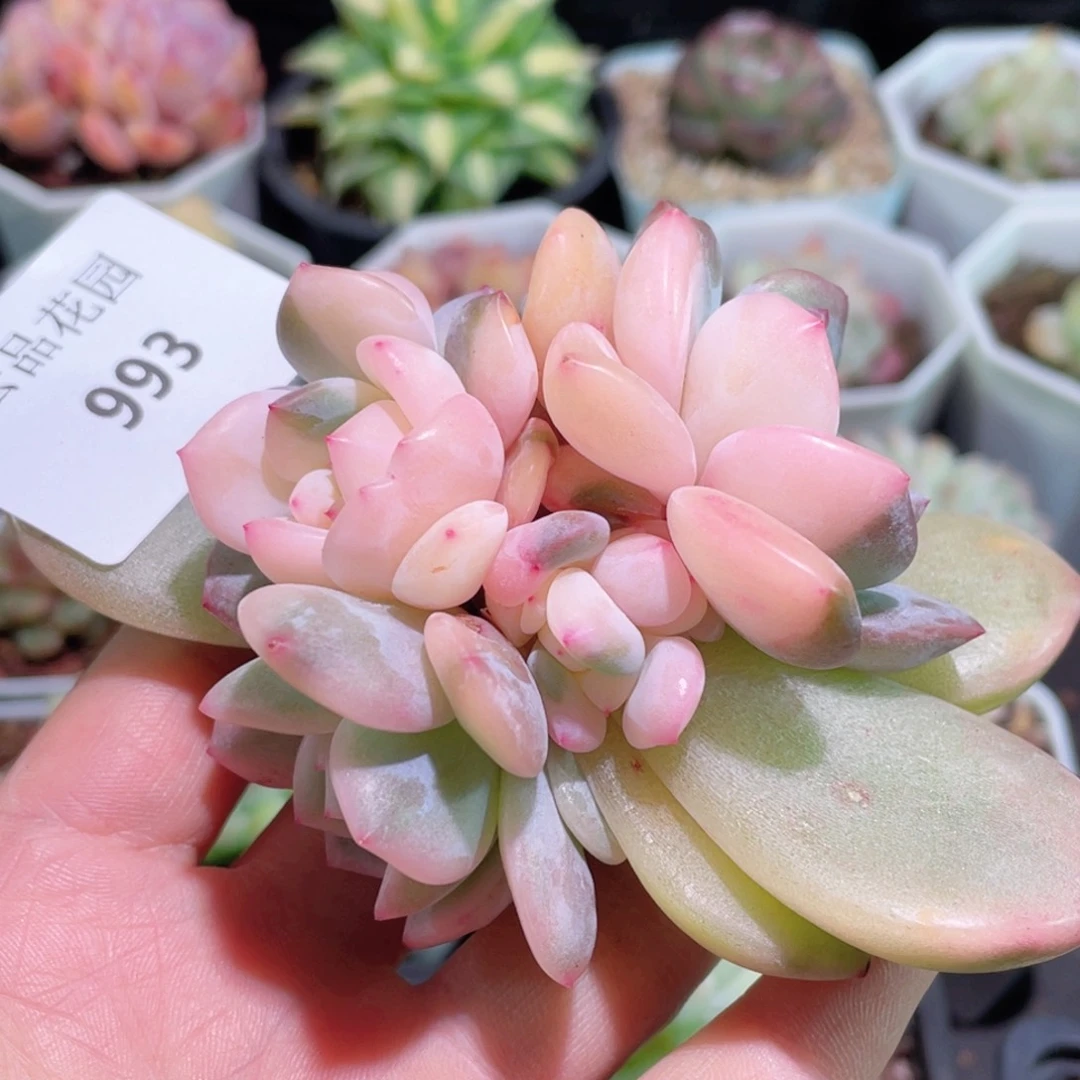 随*993号糖心冰心珍妮