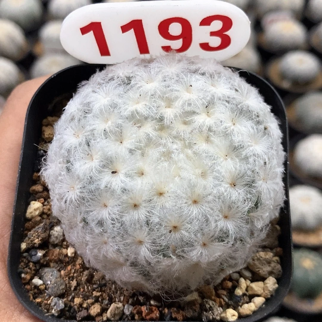 小***儿193福利来了特价咯