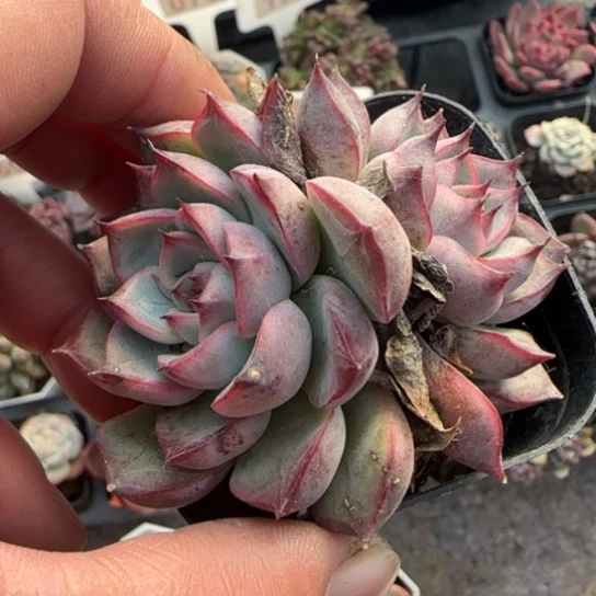 37睫毛巧克力多肉植物多