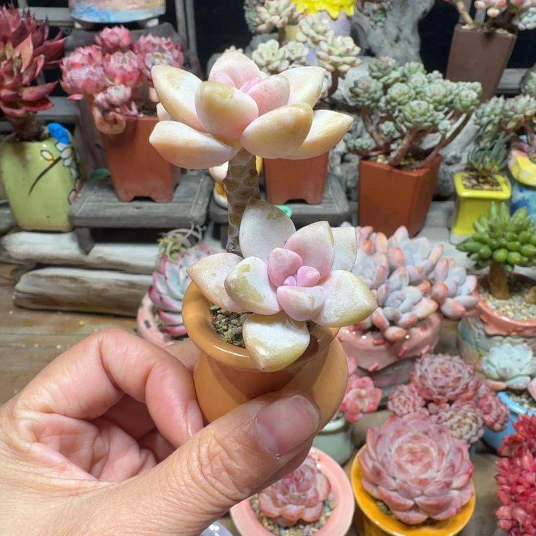 美杏 多肉含盆土 一物一拍